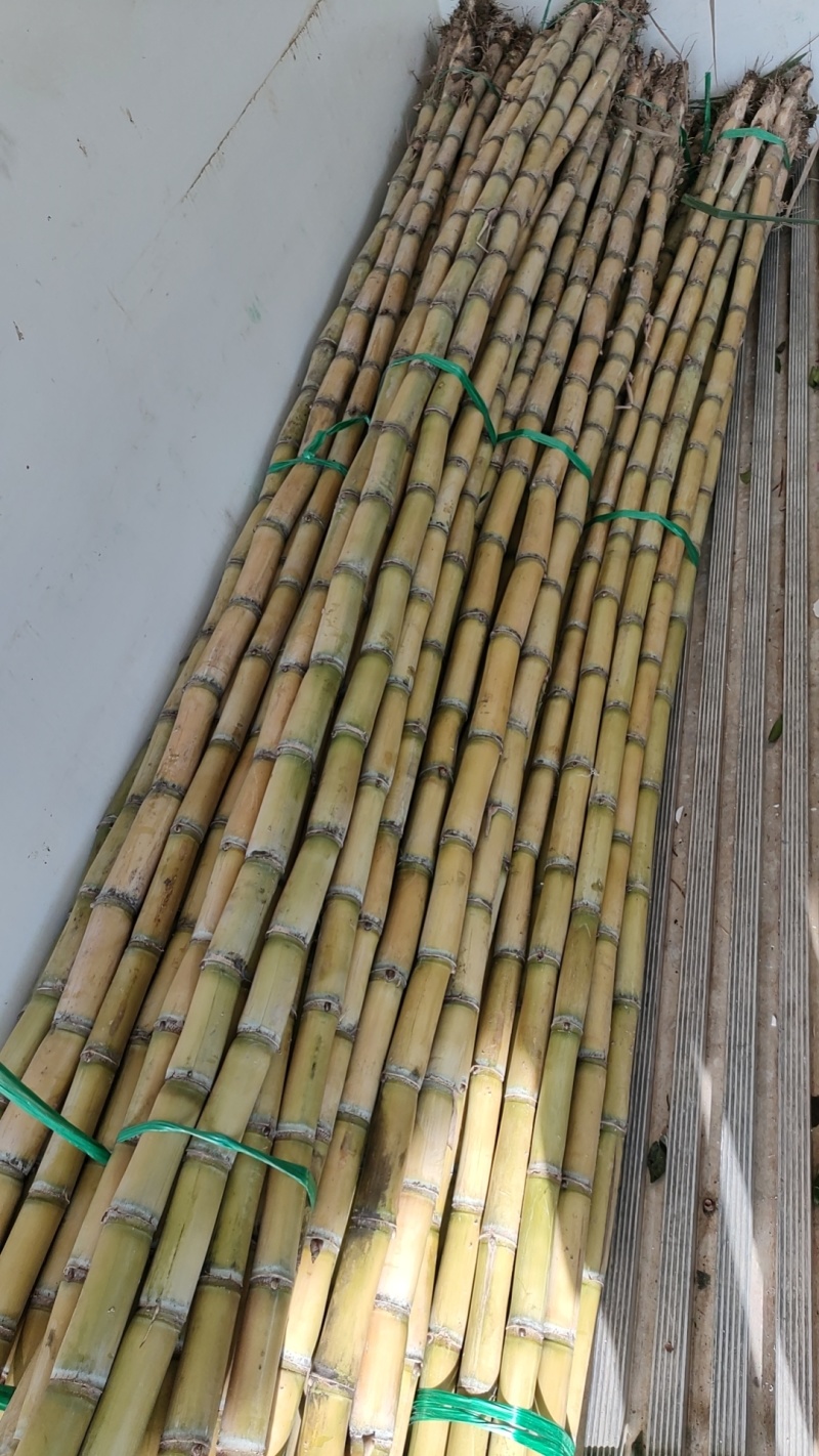 黄金甘蔗，皮薄水分足甜度高，裂口少，脆甜多汁