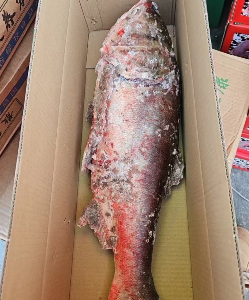 查干湖冬捕大胖头，出水打包邮寄，保证新鲜，味道鲜美，营养