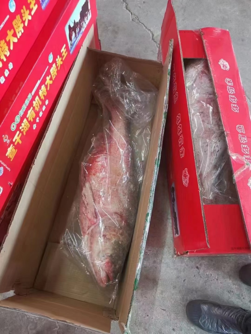 查干湖冬捕大胖头，出水打包邮寄，保证新鲜，味道鲜美，营养