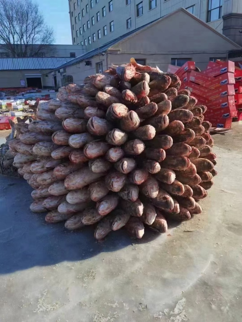 查干湖冬捕大胖头，出水打包邮寄，保证新鲜，味道鲜美，营养