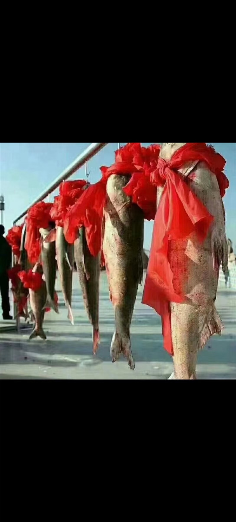 查干湖冬捕大胖头，出水打包邮寄，保证新鲜，味道鲜美，营养