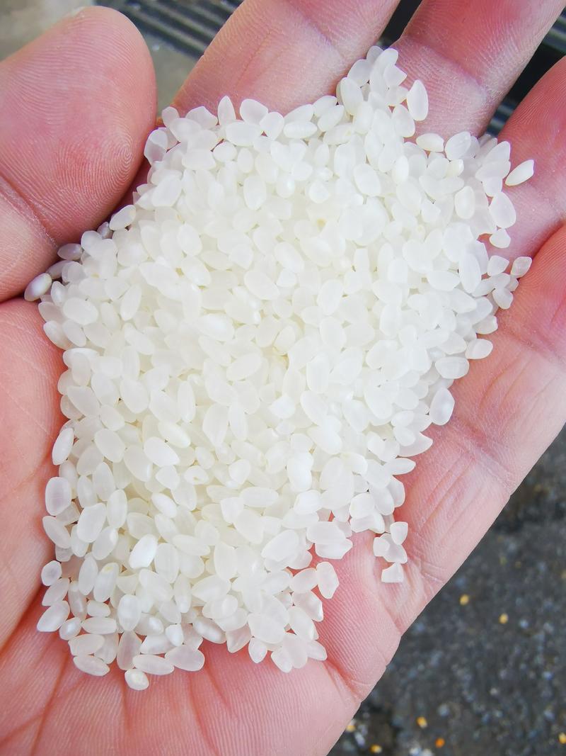 今天大米价格优惠，缅甸社卡大米，品种多样，