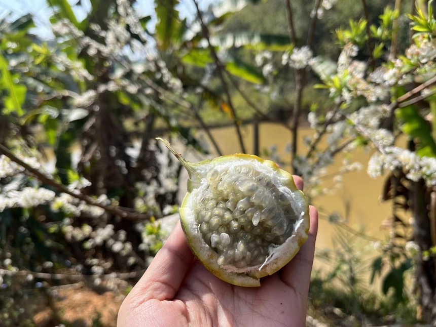 黄金百香果特写