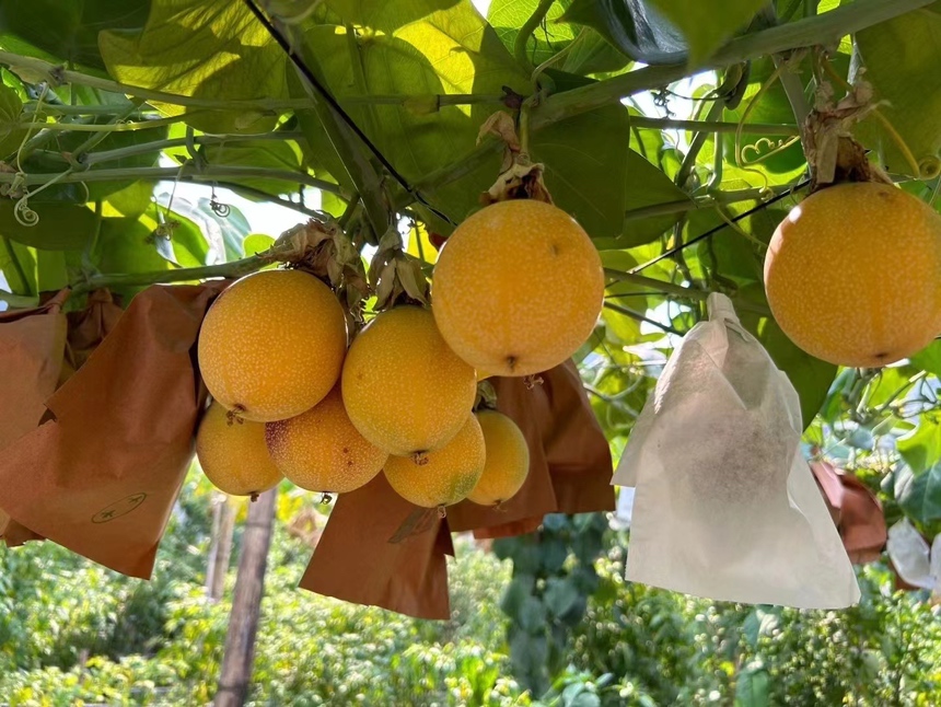 黄金百香果加工生产线