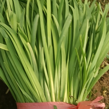 大棚大叶韭菜头刀大量供货