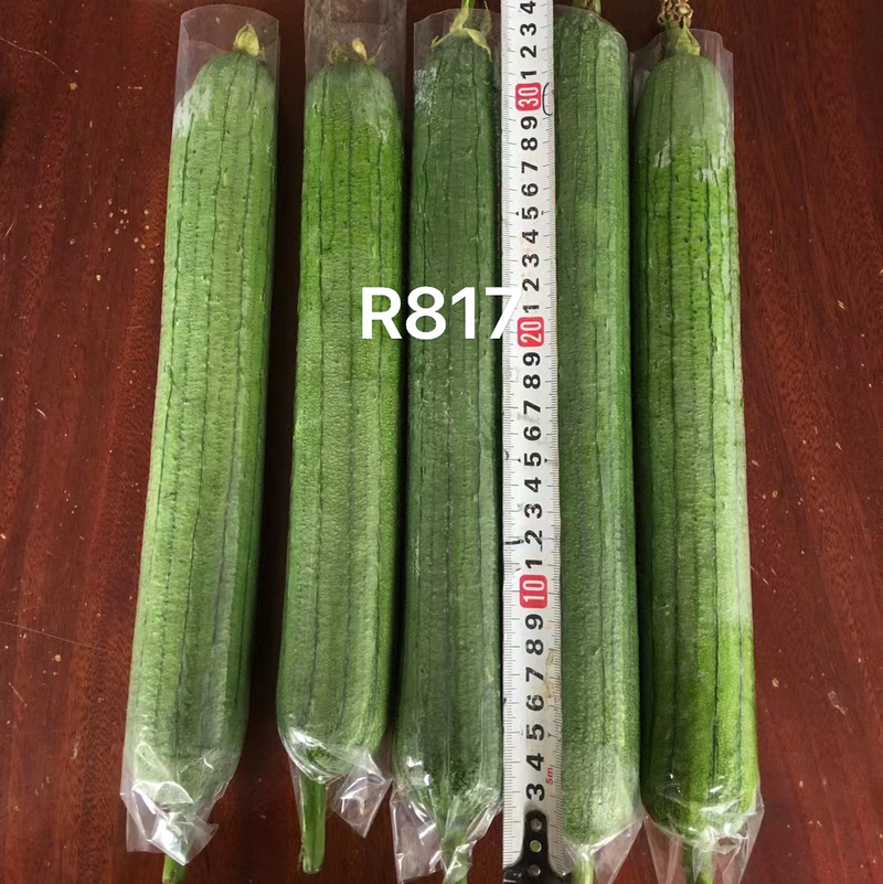 【R817】丝瓜种子、果皮翠绿油亮、产瓜率高、抗性强、