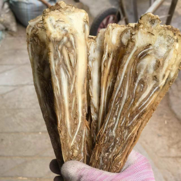 当归甘肃佛手中心片当归选品质保证