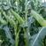 玉米种子升级版全玉1233大马牙红轴抗病抗旱高产种子批发
