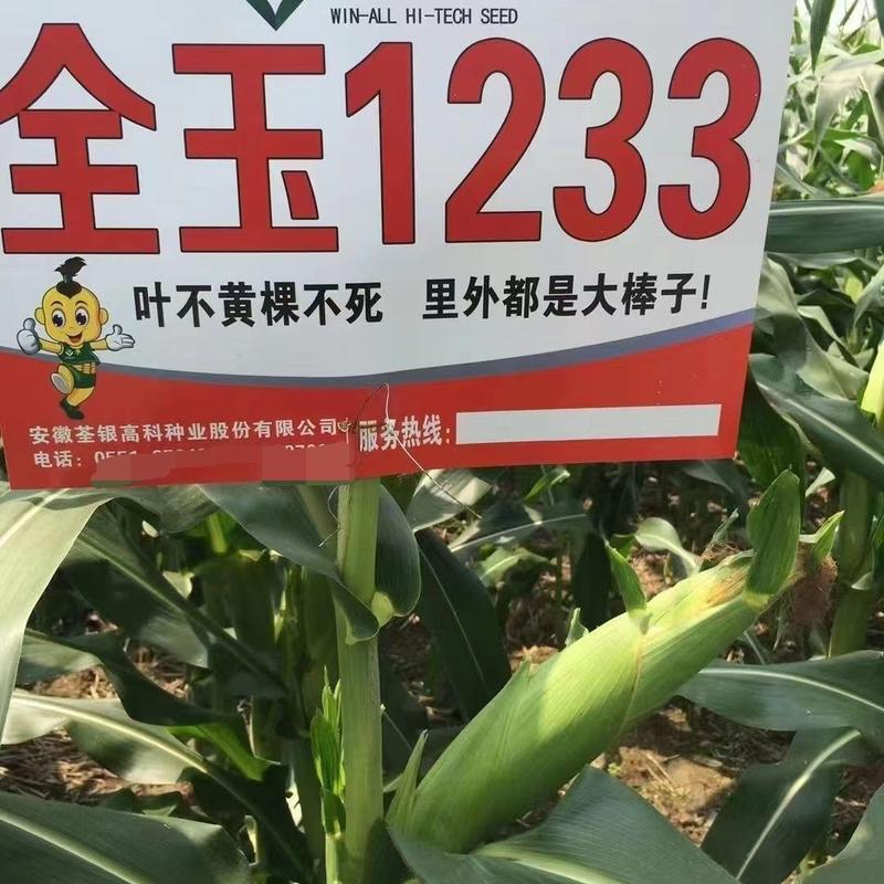 玉米种子升级版全玉1233大马牙红轴抗病抗旱高产种子批发