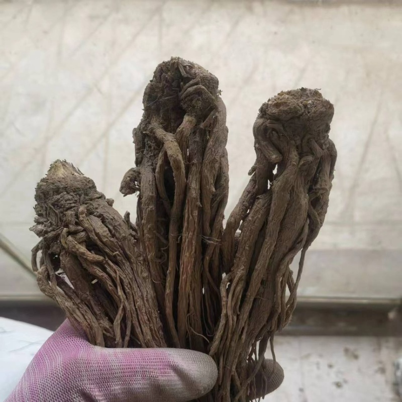 当归个子新货新店开业产地直销规格齐全