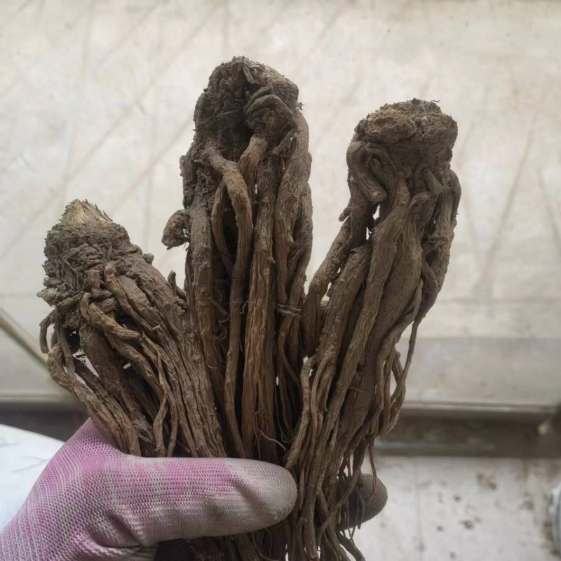当归个子新货新店开业产地直销规格齐全