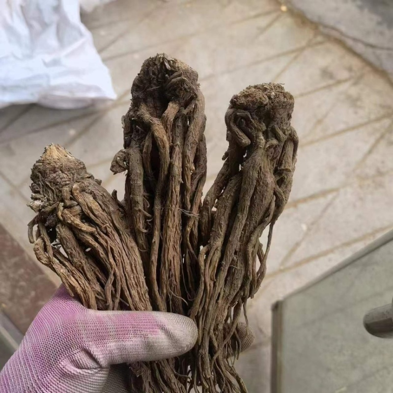 当归个子新货新店开业产地直销规格齐全