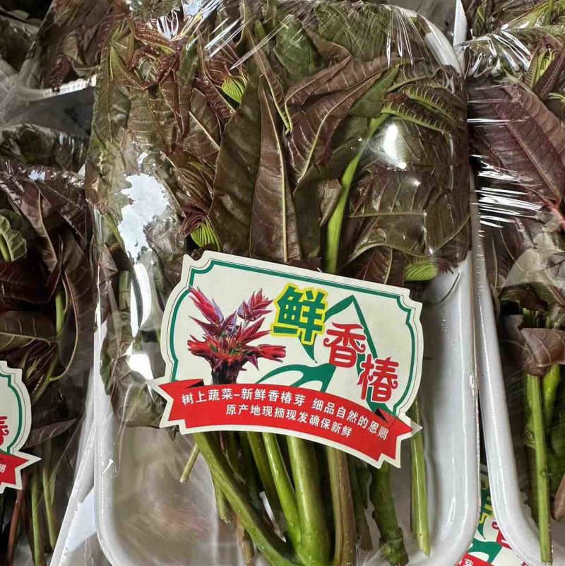 香椿芽红香椿