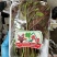 香椿芽红香椿