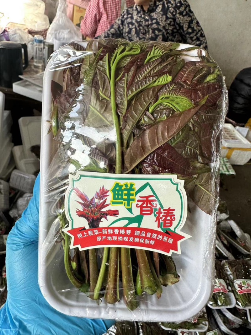 香椿芽红香椿