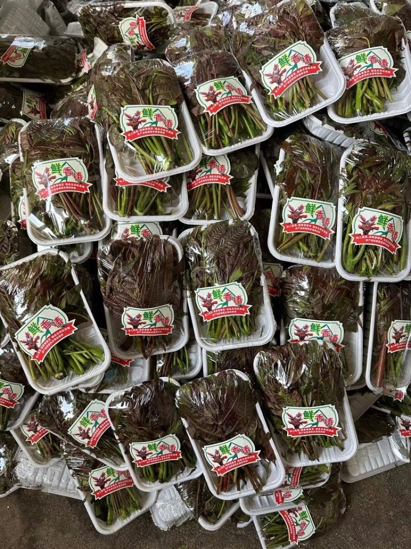 香椿芽红香椿