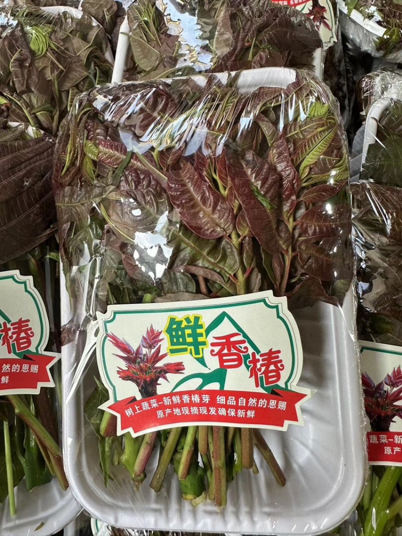 香椿芽红香椿