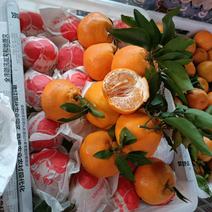 四川精品春见柑桔大量上市，货源充足稳定，规格多样量大从优