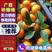 广西贺州市荔浦大量正宗砂糖橘欢迎全园各地老板合作专业代办