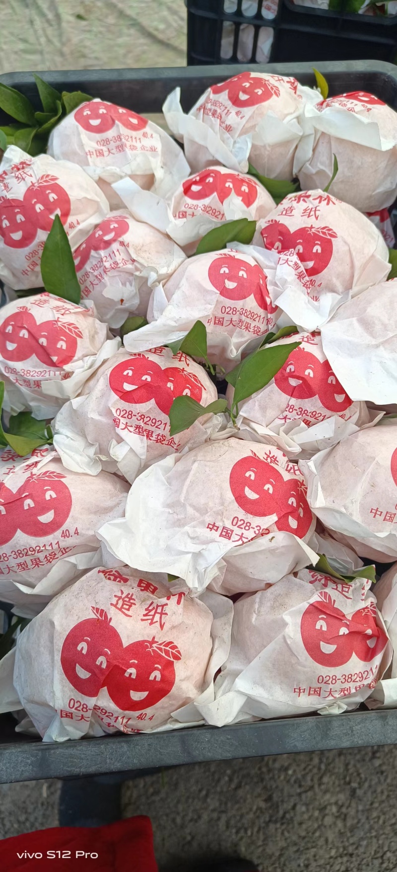 春见柑桔大量供货，四川基地一手货源，新鲜保质，量大从优