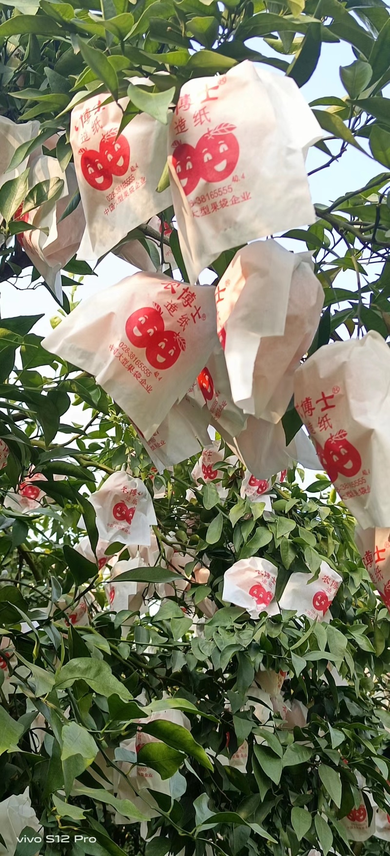 春见柑桔大量供货，四川基地一手货源，新鲜保质，量大从优
