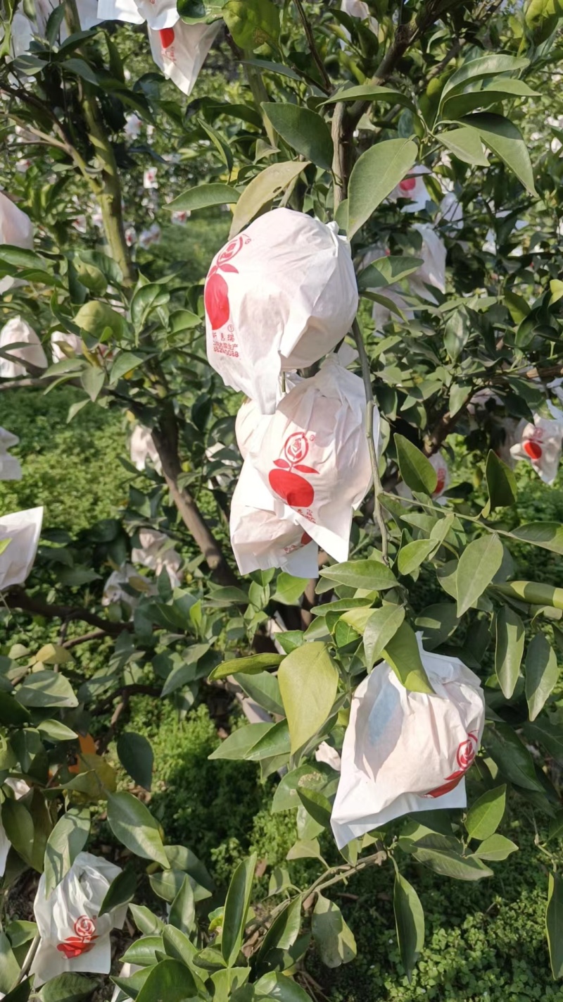 春见柑桔大量供货，四川基地一手货源，新鲜保质，量大从优