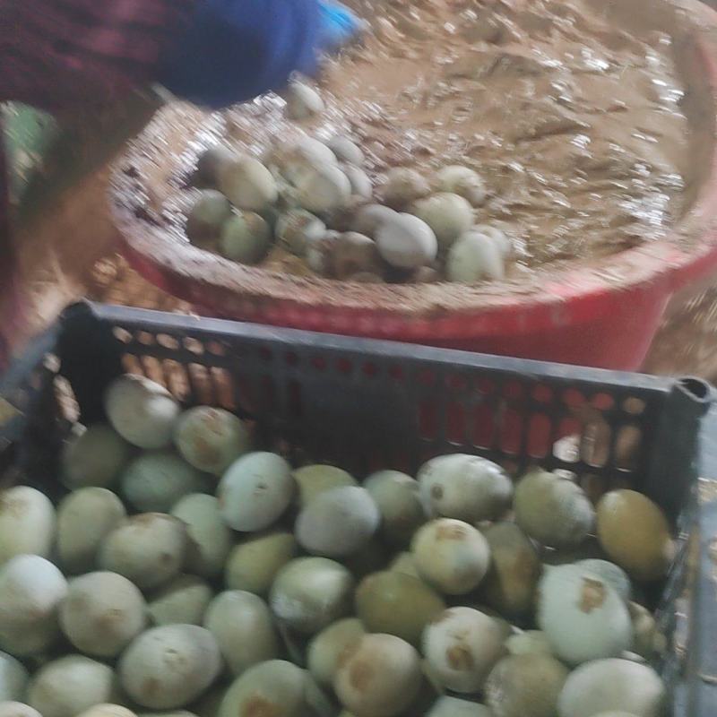 【热销】松花蛋大量现货量大从优现货先发欢迎电话联系