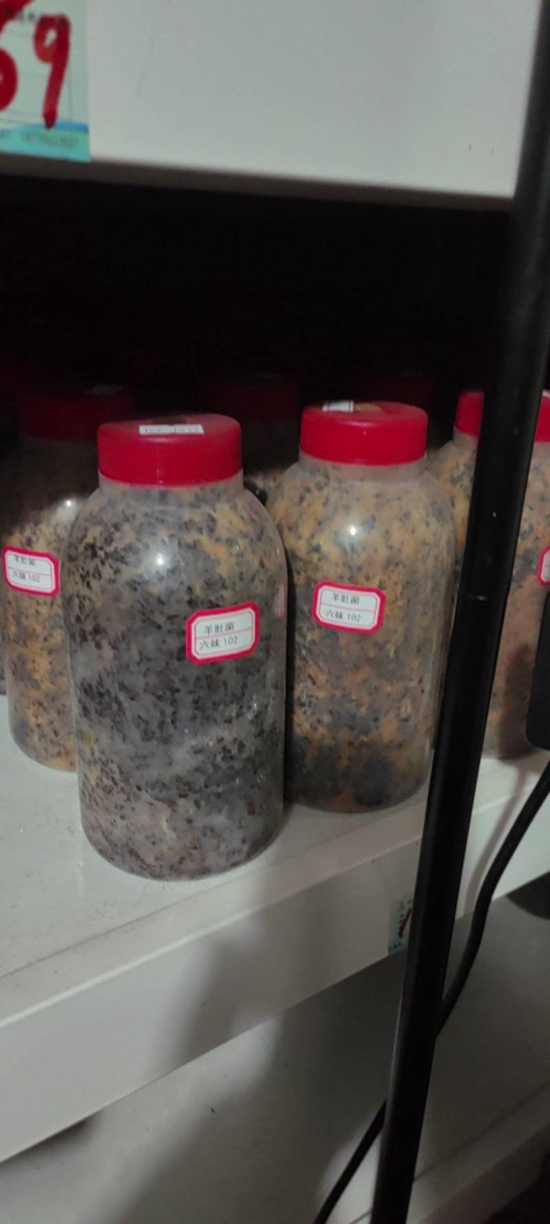 羊肚菌原种！六妹102菌株！800毫升塑料瓶装！