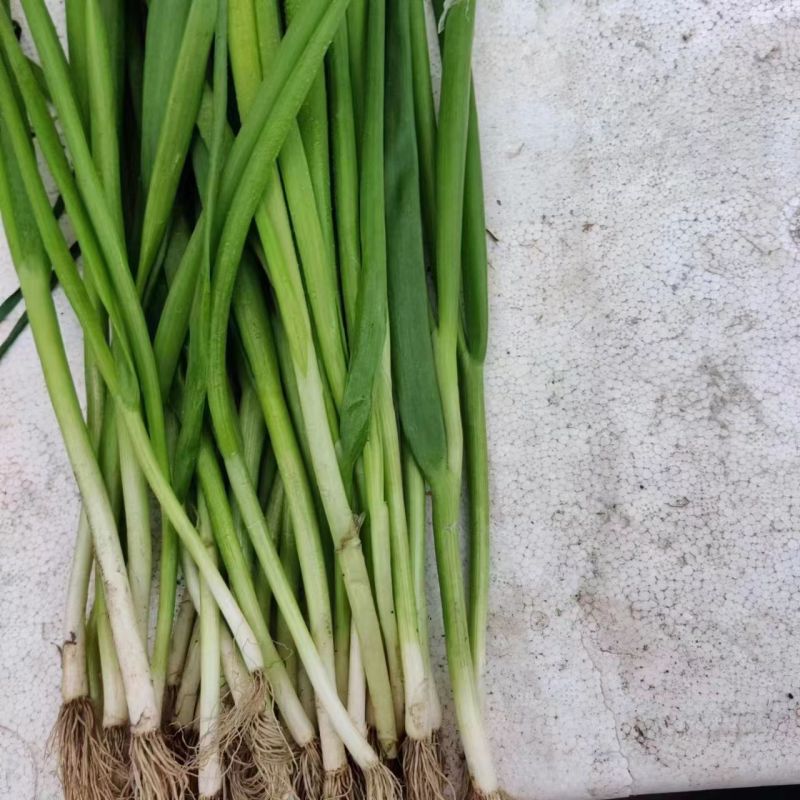 精品四季小葱大量供货，河南产地一手货源，新鲜保质