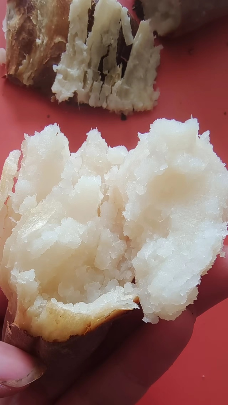 河南精品红薯苗，品种齐全，规格多样，量大从优欢迎来电