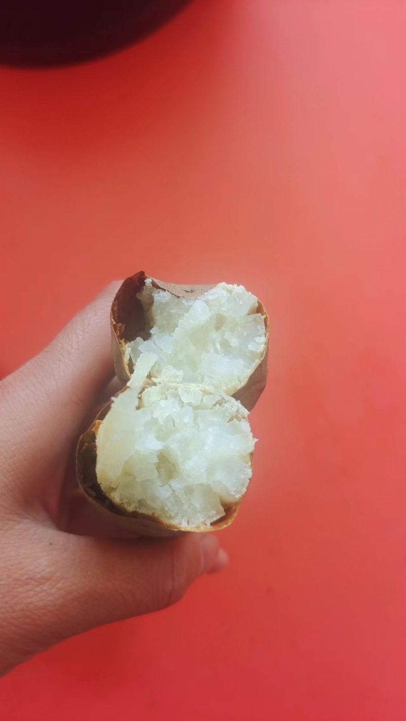 河南精品红薯苗，品种齐全，规格多样，量大从优欢迎来电