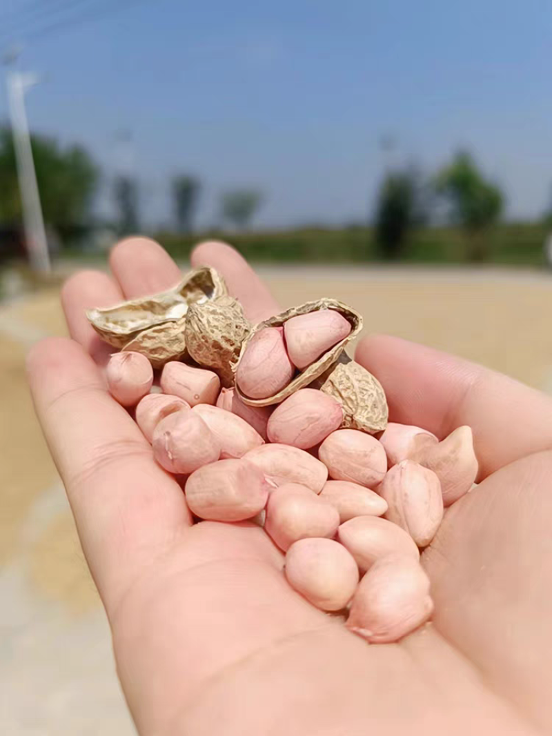 自然晾晒干花生，零添加不加工，粉皮干花生，农家自重手选果