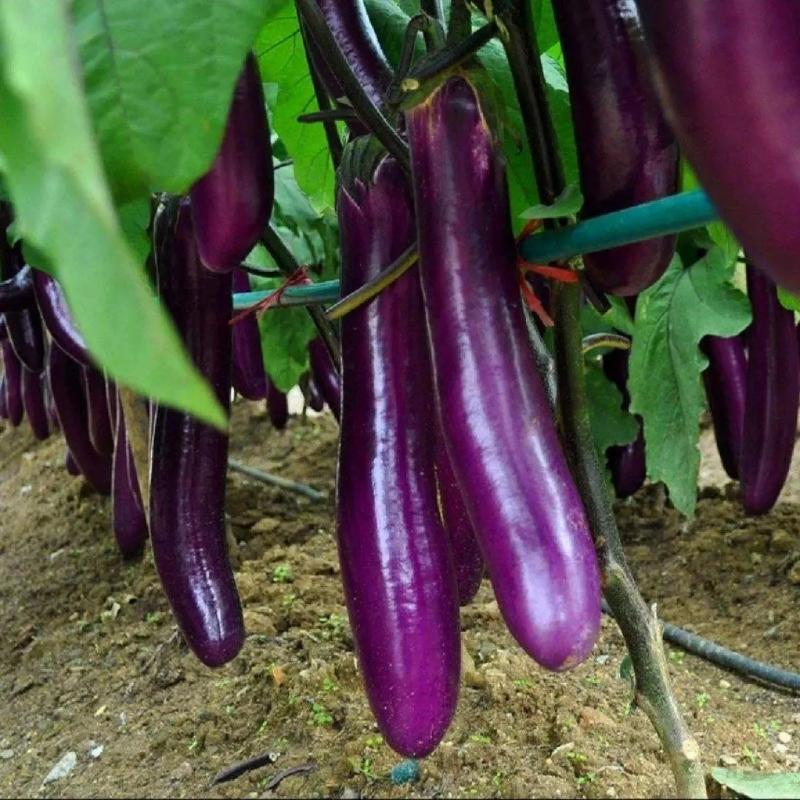 紫长茄茄子茄子产地货源质量保证对接大型批发欢迎来电