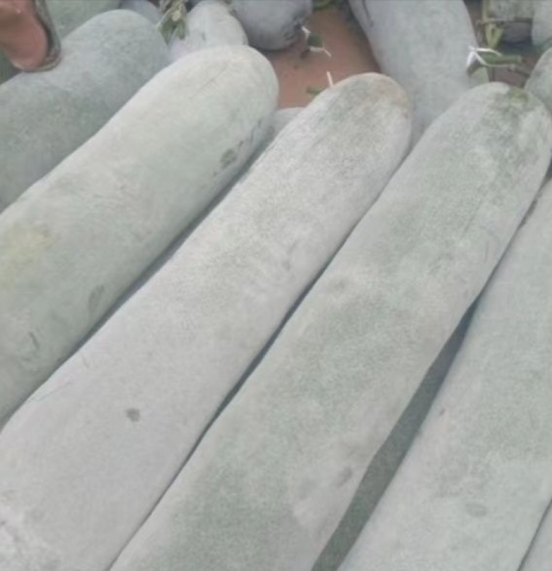 河南精品白皮冬瓜，产地一手货源，新鲜保质量大从优欢迎选购
