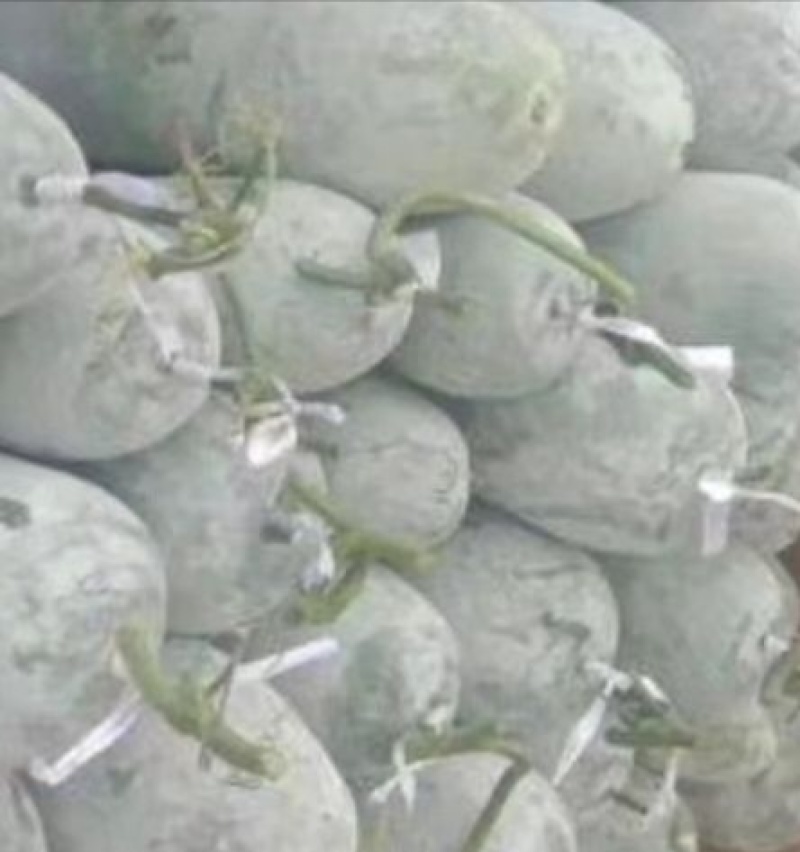 河南精品白皮冬瓜，产地一手货源，新鲜保质量大从优欢迎选购