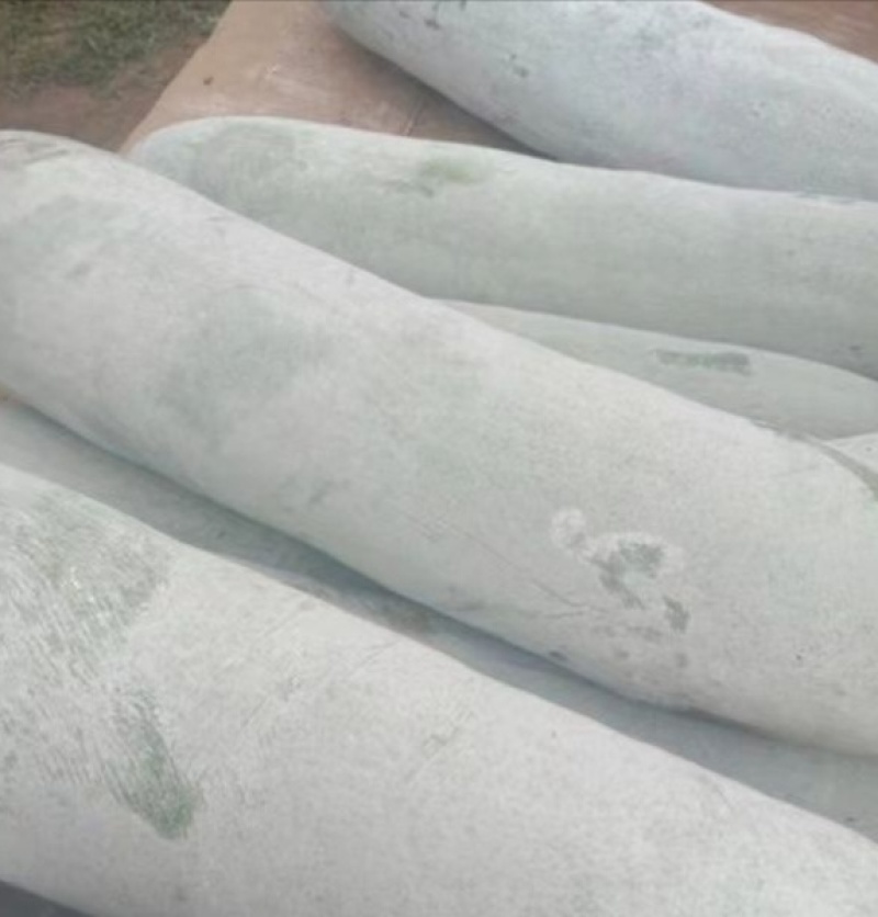 河南精品白皮冬瓜，产地一手货源，新鲜保质量大从优欢迎选购