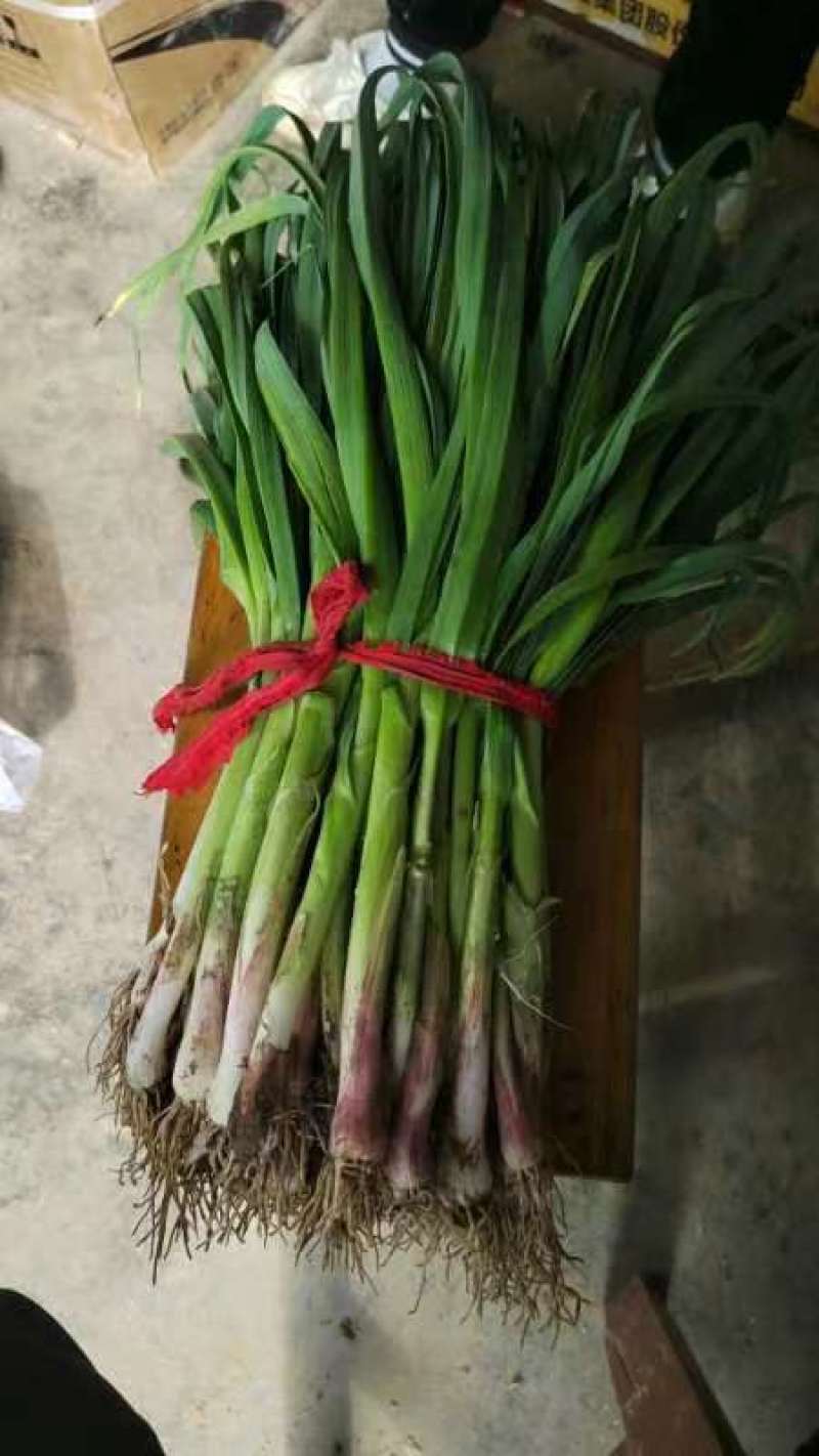 精品红根蒜苗，叶片厚绿，适合电商，超市，市场等