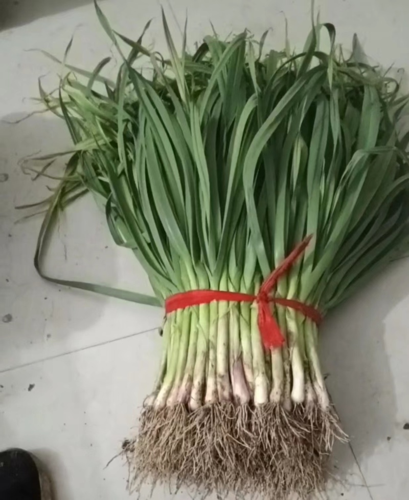 精品红根蒜苗，叶片厚绿，适合电商，超市，市场等