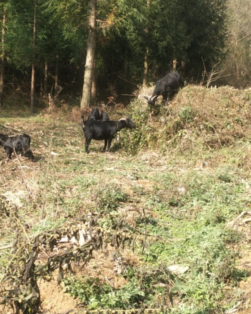 贵州本地小耳朵黑山羊