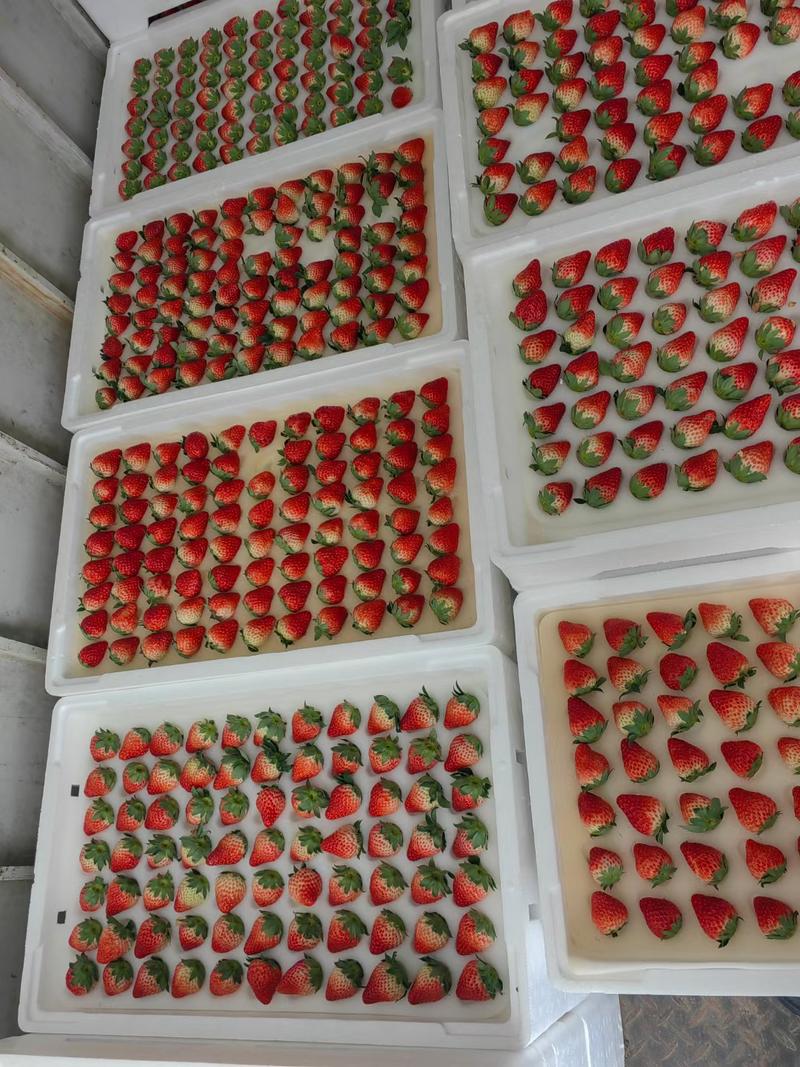 德昌草莓保质保量供应。价优品质好，按需包装，各种规格都有