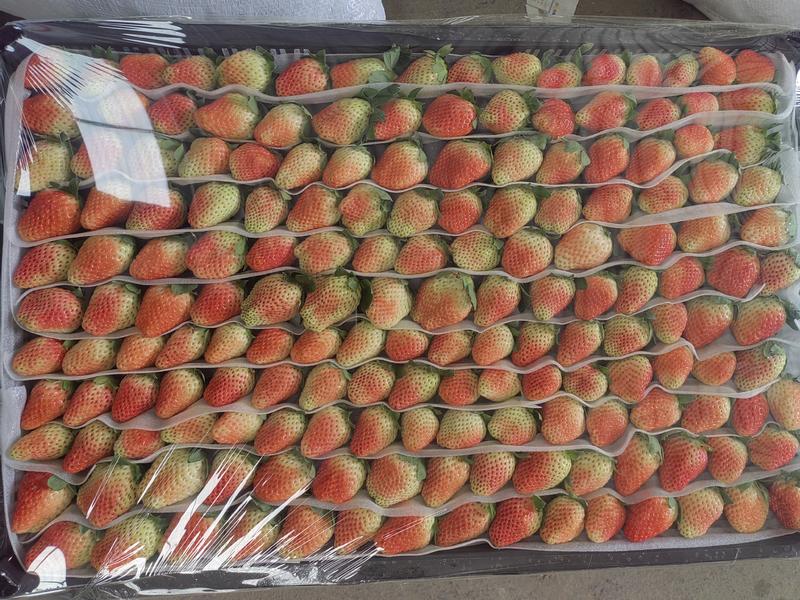 德昌草莓保质保量供应。价优品质好，按需包装，各种规格都有