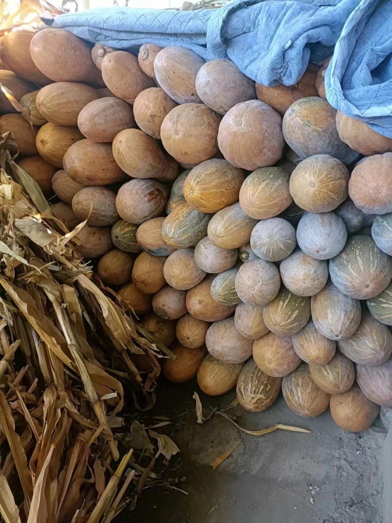 蜜本南瓜口感好基地直供个头大