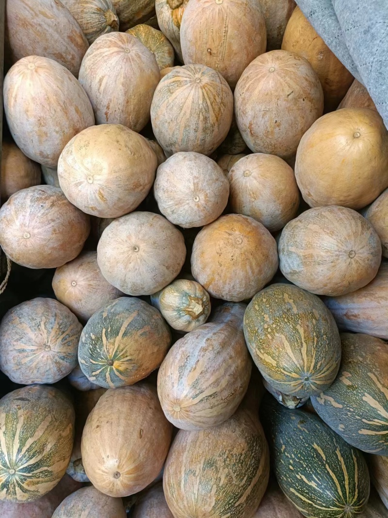 蜜本南瓜口感好基地直供个头大