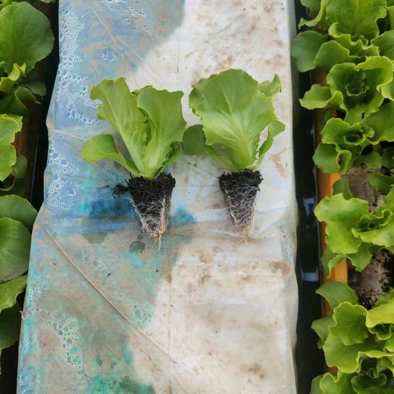 意大利生菜苗产量高菜型好价格便宜耐运输