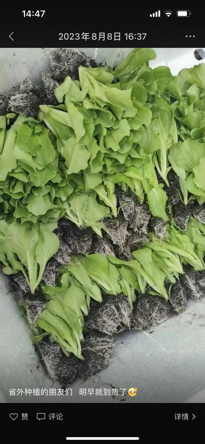 意大利生菜苗产量高菜型好价格便宜耐运输
