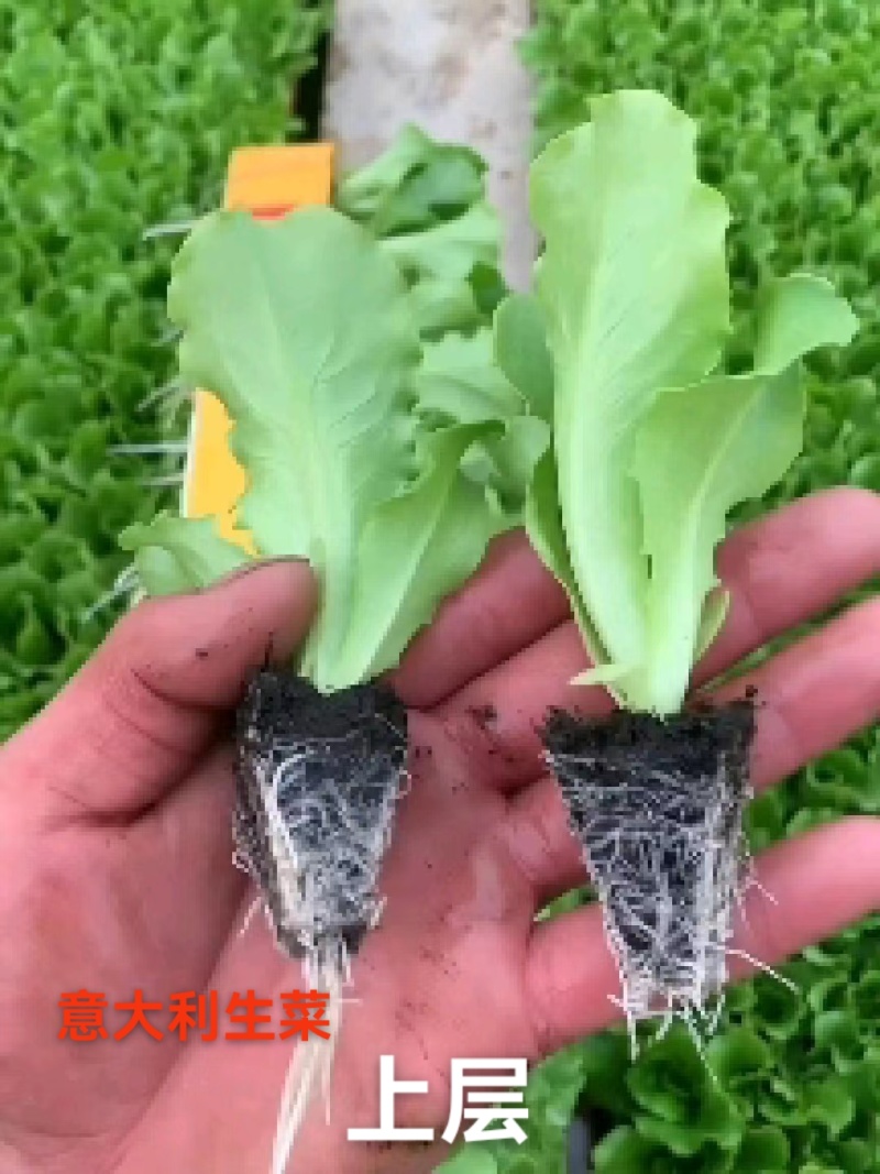 意大利生菜苗产量高菜型好价格便宜耐运输