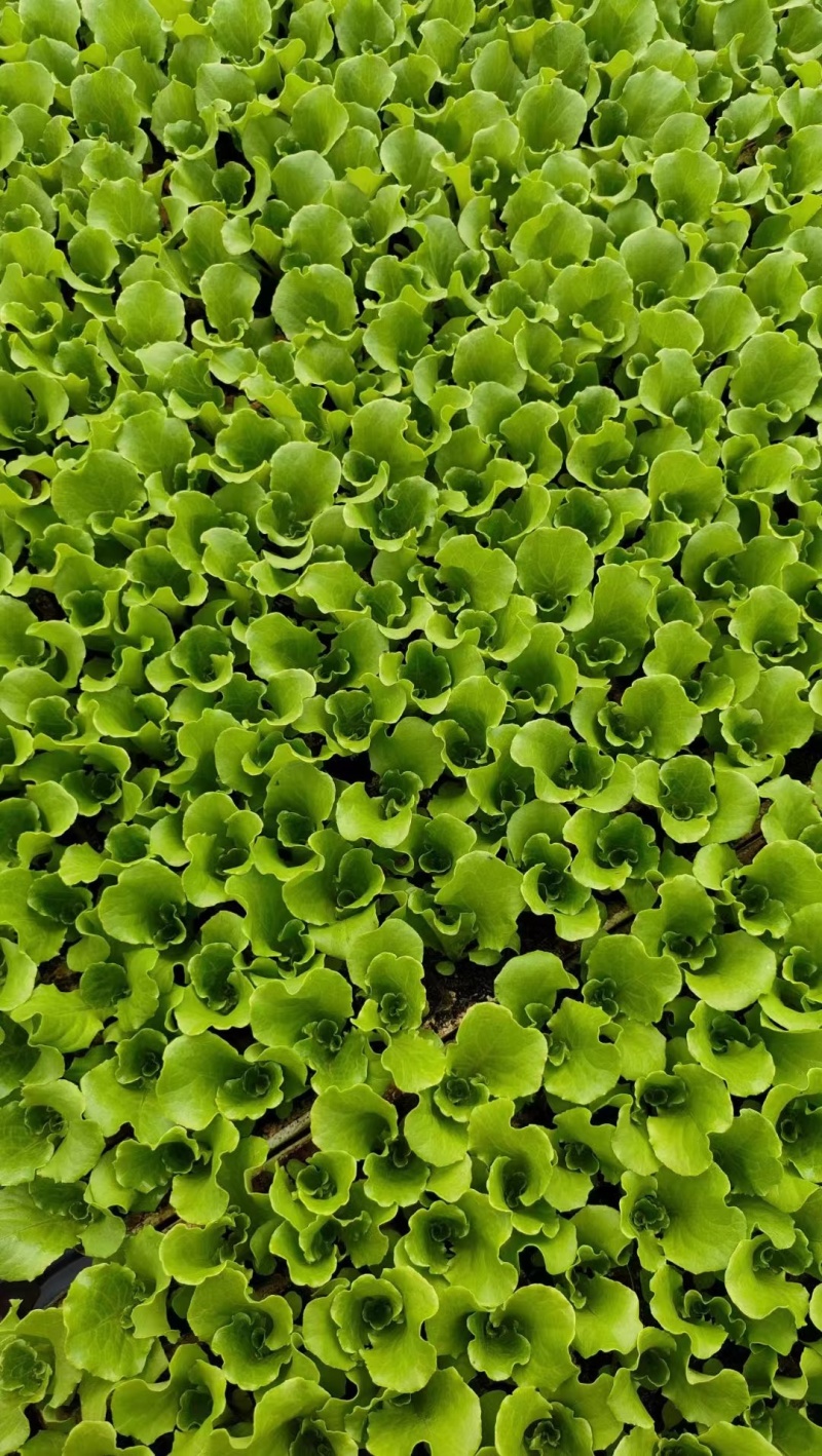 意大利生菜苗产量高菜型好价格便宜耐运输