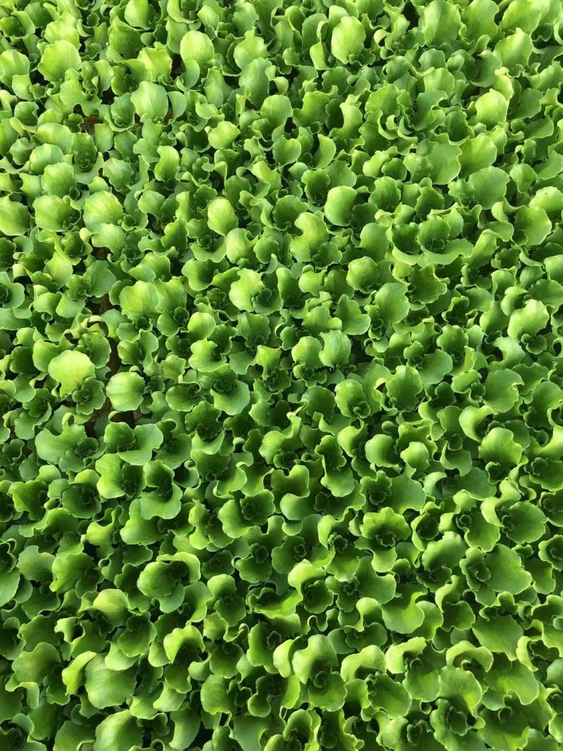 意大利生菜苗产量高菜型好价格便宜耐运输