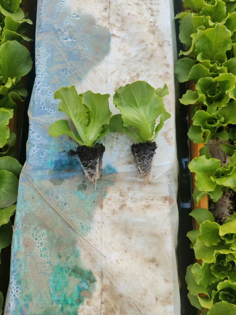 意大利生菜苗产量高菜型好价格便宜耐运输