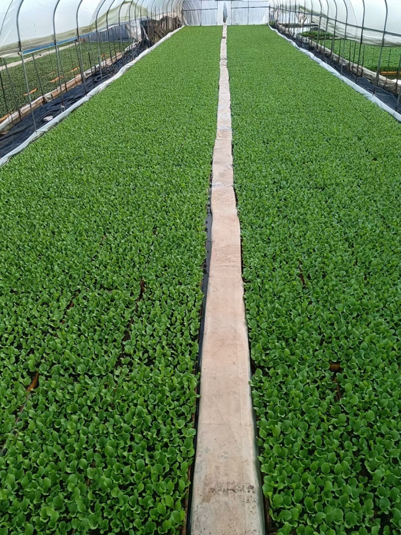 意大利生菜苗产量高菜型好价格便宜耐运输